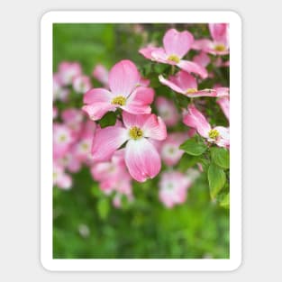 Dogwood Flowers in Spring Sticker